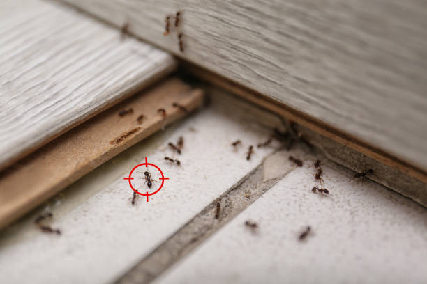 Best Cockroach Control Services  in Pocahontas, AR